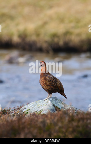 Eine männliche Moorschneehuhn (Lagopus Lagopus) thront auf einem Felsen am Ufer des Clunie Wasser in Glen Clunie, Cairngorms Stockfoto