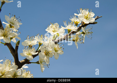 Ein Zweig der Schlehe (Prunus Spinosa) in Blüte bedeckt und umrahmt von einem klaren blauen Himmel im Naturreservat Crossness, Bexley Stockfoto