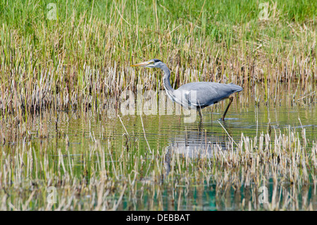 Ein Erwachsener Graureiher (Ardea Cinerea) schreiten durch ein Schilfbeetes im Naturreservat Crossness, Bexley, Kent. April. Stockfoto