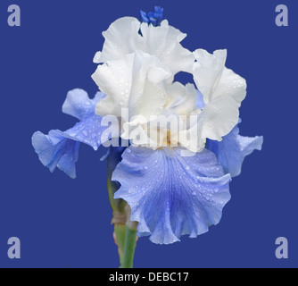 blaue und weiße Iris isoliert auf blau Stockfoto