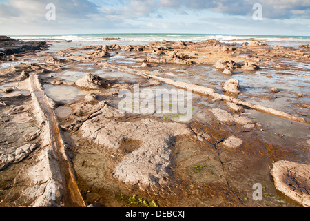 Sonnenaufgang auf dem Petrified Forest in der Curio Bay, Südinsel, Neuseeland Stockfoto