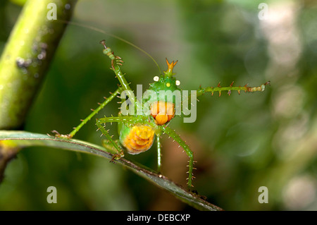 Bedrohliche Pose einer stacheligen Teufel Bush Grille (Panacanthus Cuspidatus), Verfassung Regenwald, Yasuni-Nationalpark in Ecuador Stockfoto