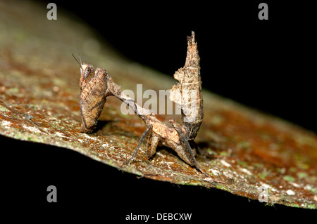 Tot Blattheuschrecke (Deroplatys spec.), Verfassung Regenwald, Yasuni-Nationalpark in Ecuador Stockfoto