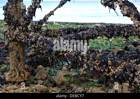 Basis der Säule der murmelt Pier bei Ebbe zeigt das Leben, die zu ihm angebracht. Stockfoto