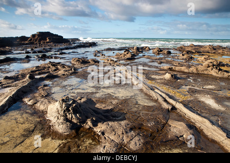 Sonnenaufgang auf dem Petrified Forest in der Curio Bay, Südinsel, Neuseeland Stockfoto