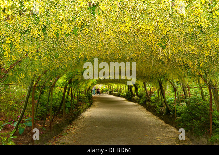 Laburnum Bogen, Bodnant Gardens, Conwy, Wales Stockfoto