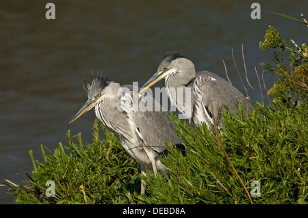 Zwei Graureiher (Ardea Cinerea) an den Ufern eines Wasserlaufs, Camargue, Frankreich Stockfoto