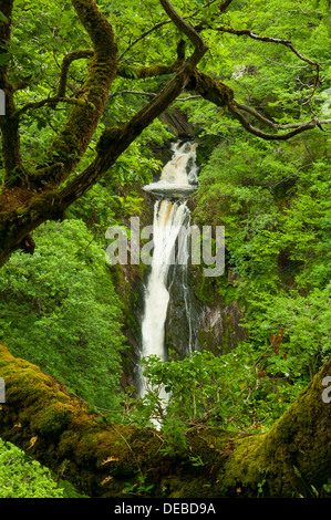 Barke Wasserfall, Teufelsbrücke, Ceredigion, Wales Stockfoto