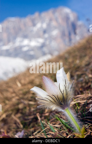 Frühlings-Kuhschelle (Pulsatilla Vernalis, Anemone Vernalis) und dem Langkofel oder Langkofel Peak, Dolomiten, Italien, Europa Stockfoto