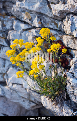 Korb mit Gold, gelbe Alyssum Blumen, Basket-Of-Gold, Candy Mustard, Gold Alyssum, Goldstaub, Goldstaub, Golden-Büschel Alyssum, Stockfoto