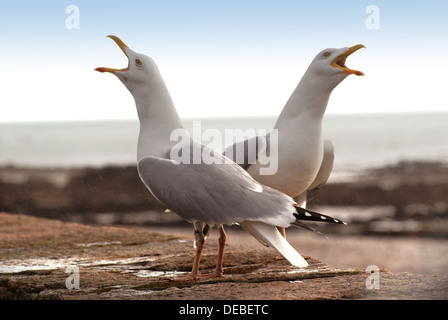 "Swarking Kopf" zwei Möwe klingen aus auf der Ufermauer in JERSEY-Kanalinsel Stockfoto
