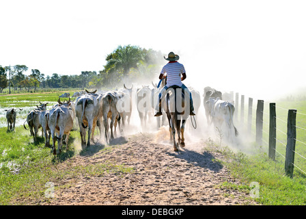 Brasilien, Pantanal: Brasilianische Cowboy Treiben des Viehs im Pousada/Farm Piuval Stockfoto