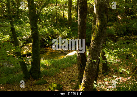 Der Fluss Corrèze, wenn nur ein Stream in der Parc Naturel Régional de Millevaches En Limousin Stockfoto