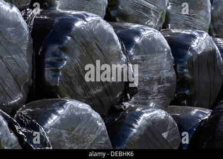 Rollen von geerntetem Heu bedeckt und versiegelt in schwarzem Polyethylen Stockfoto