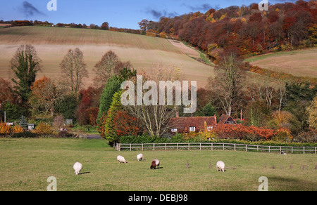 An English Rural Landscape in the Chiltern Hills in Autumn with grazing sheep in a Meadow Stockfoto
