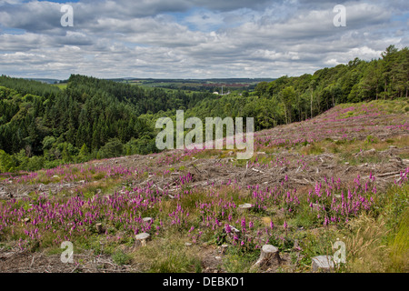 FINGERHUT BLUME REGENERATION NACH FORSTWIRTSCHAFT CLEARFELL IN KIEFERNWÄLDERN VON SCHOTTLAND Stockfoto