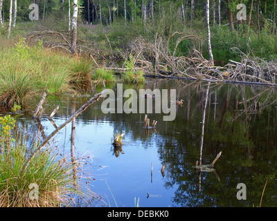 Hochmoor, moor Hügel, Continental erhöht Moor / Arracher Hochmoor / Bayerischer Wald, Bayern, Deutschland mit Stockente Stockfoto