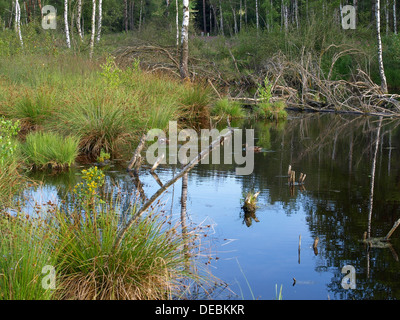 Hochmoor, moor Hügel, Continental erhöht Moor / Arracher Hochmoor / Bayerischer Wald, Bayern, Deutschland mit Stockente Stockfoto