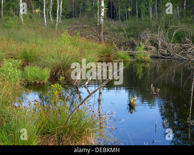 Hochmoor, moor Hügel, Continental erhöht Moor / Arracher Hochmoor / Bayerischer Wald, Bayern, Deutschland mit Stockente Stockfoto