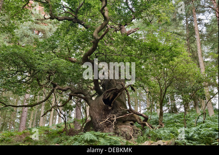 Eine alte englische Eiche (quercus robur), mindestens 800 Jahre alt, überlebt inmitten einer Forstplantage in Herefordshire, Großbritannien Stockfoto