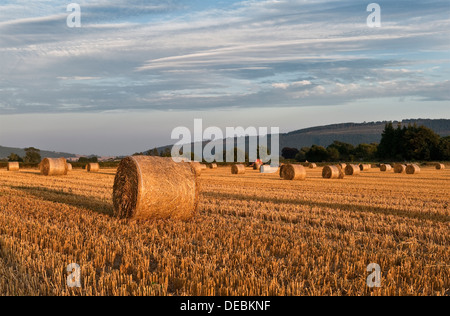 Rundballen Stroh erwarten Sammlung nach der Ernte in einem Feld von Herefordshire bei Sonnenuntergang, UK Stockfoto