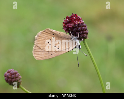 Altrosa große blau / Phengaris Nausithous / Dunkler Wiesenknopf-Ameisenbläuling Stockfoto