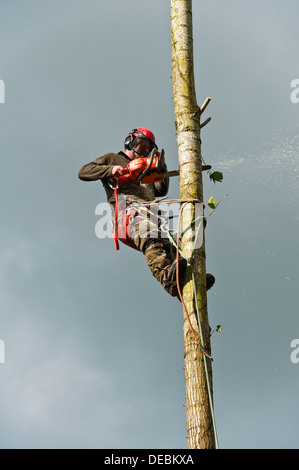 Ein Baumpfleger (Baumpfleger) im vollen Schutz Kit Richtfest eine Pappel, UK Stockfoto