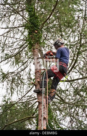 Ein Baumchirurg (Baumpfer) bei der Arbeit, der einen Lärchenbaum mit Sicherheitsgeschirr und Schutzkleidung umsetzt, Großbritannien Stockfoto