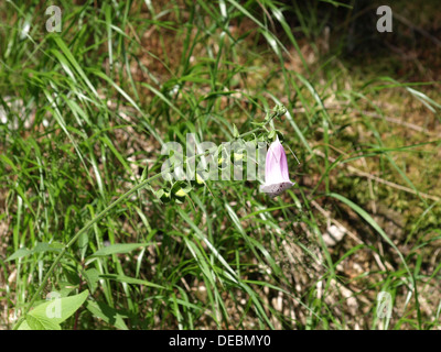 gemeinsamen Fingerhut, Fingerhut, Lady Handschuh, lila Fingerhut / Digitalis Purpurea / Roter Fingerhut Stockfoto