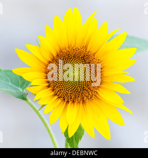 Junge gelbe Sonnenblumen Nahaufnahme Foto auf grauem Hintergrund Stockfoto