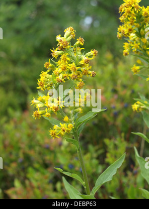 Europäische Goldrute, Woundwort / Solidago Virgaurea / Gewöhnliche Goldrute Stockfoto