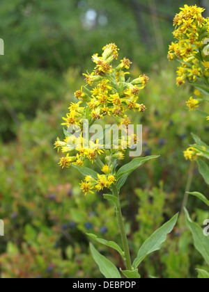 Europäische Goldrute, Woundwort / Solidago Virgaurea / Gewöhnliche Goldrute Stockfoto