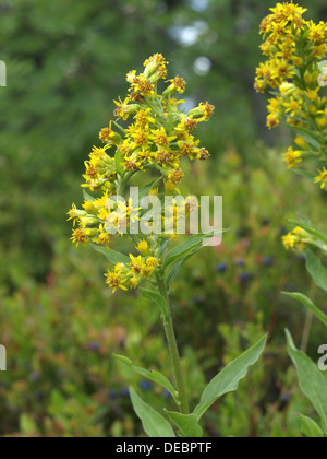 Europäische Goldrute, Woundwort / Solidago Virgaurea / Gewöhnliche Goldrute Stockfoto