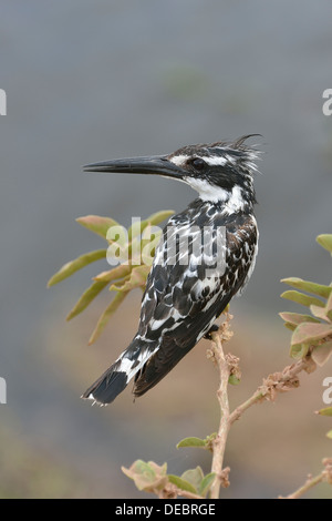 Pied Kingfisher (Ceryle Rudis), Serengeti, Tansania Stockfoto