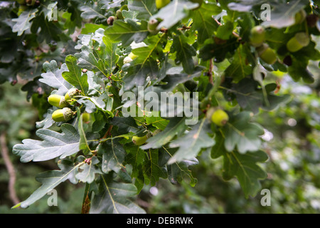 Eicheln auf den Zweigen einer Eiche im frühen Herbst. Stockfoto