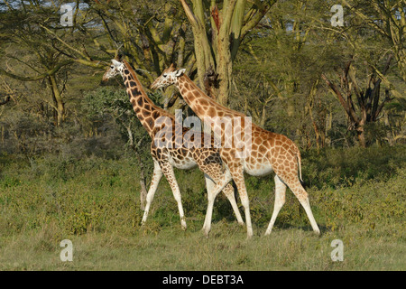 Rothschild-Giraffen oder Uganda-Giraffen (Giraffa Plancius Rothschildi), Lake Nakuru National Park, in der Nähe von Nakuru Stockfoto