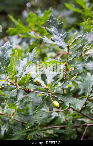 Eicheln auf den Zweigen einer Eiche im frühen Herbst. Stockfoto