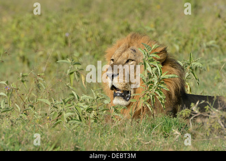 Löwe (Panthera Leo), Männlich, liegen inmitten hohe Gräser, Lake Nakuru National Park, in der Nähe von Nakuru, Provinz Rift Valley, Kenia Stockfoto