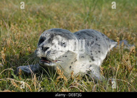 Hafen von Dichtung (Phoca Vitulina), Pup, Ostfriesischen Inseln, Ostfriesland, Niedersachsen, Deutschland Stockfoto