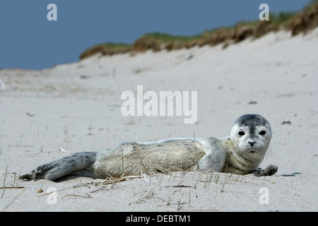 Hafen von Dichtung (Phoca Vitulina), Pup, Ostfriesischen Inseln, Ostfriesland, Niedersachsen, Deutschland Stockfoto