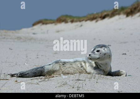 Hafen von Dichtung (Phoca Vitulina), Pup, Ostfriesischen Inseln, Ostfriesland, Niedersachsen, Deutschland Stockfoto