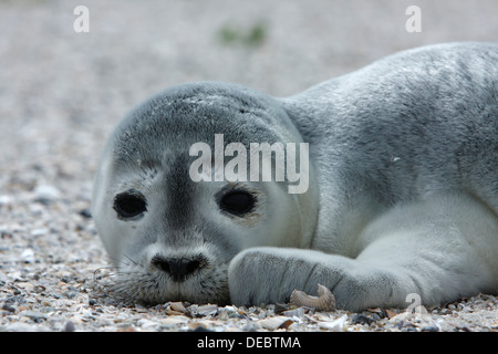 Hafen von Dichtung (Phoca Vitulina), Pup, Ostfriesischen Inseln, Ostfriesland, Niedersachsen, Deutschland Stockfoto