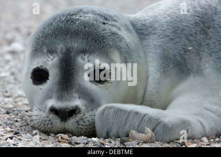 Hafen von Dichtung (Phoca Vitulina), Pup, Ostfriesischen Inseln, Ostfriesland, Niedersachsen, Deutschland Stockfoto