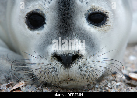 Hafen von Dichtung (Phoca Vitulina), Pup, Ostfriesischen Inseln, Ostfriesland, Niedersachsen, Deutschland Stockfoto