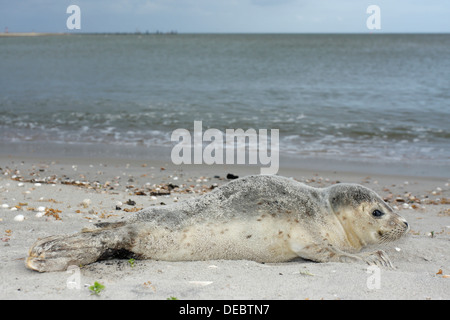 Hafen von Dichtung (Phoca Vitulina), Pup, Ostfriesischen Inseln, Ostfriesland, Niedersachsen, Deutschland Stockfoto