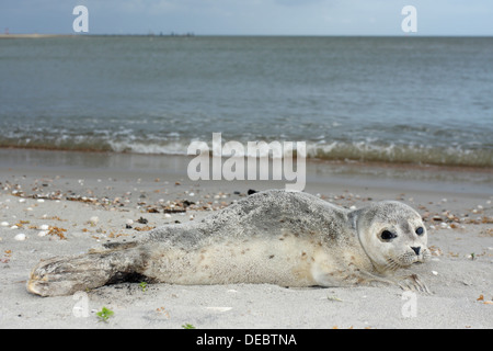 Hafen von Dichtung (Phoca Vitulina), Pup, Ostfriesischen Inseln, Ostfriesland, Niedersachsen, Deutschland Stockfoto