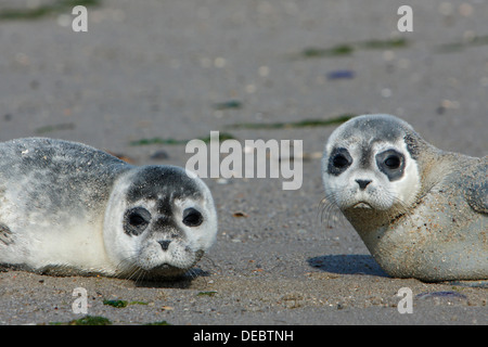 Hafen Seehunde (Phoca Vitulina), Welpen, Ostfriesischen Inseln, Ostfriesland, Niedersachsen, Deutschland Stockfoto