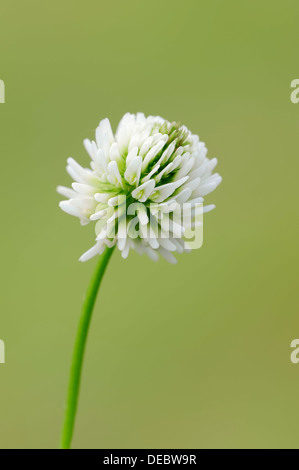 Weißklee oder Niederländisch Klee (Trifolium Repens), Bayern, Deutschland Stockfoto