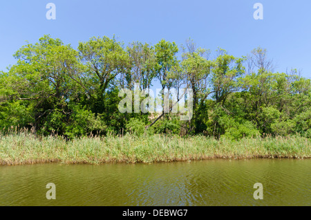 Naturschutzgebiet Ropotamo in der Nähe von Primorsko, Süd-Bulgarien Stockfoto