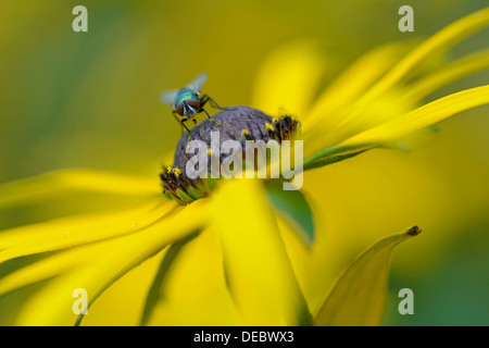 Grüne Flasche Fly (Lucilia Caesar), Emsland, Niedersachsen, Deutschland Stockfoto